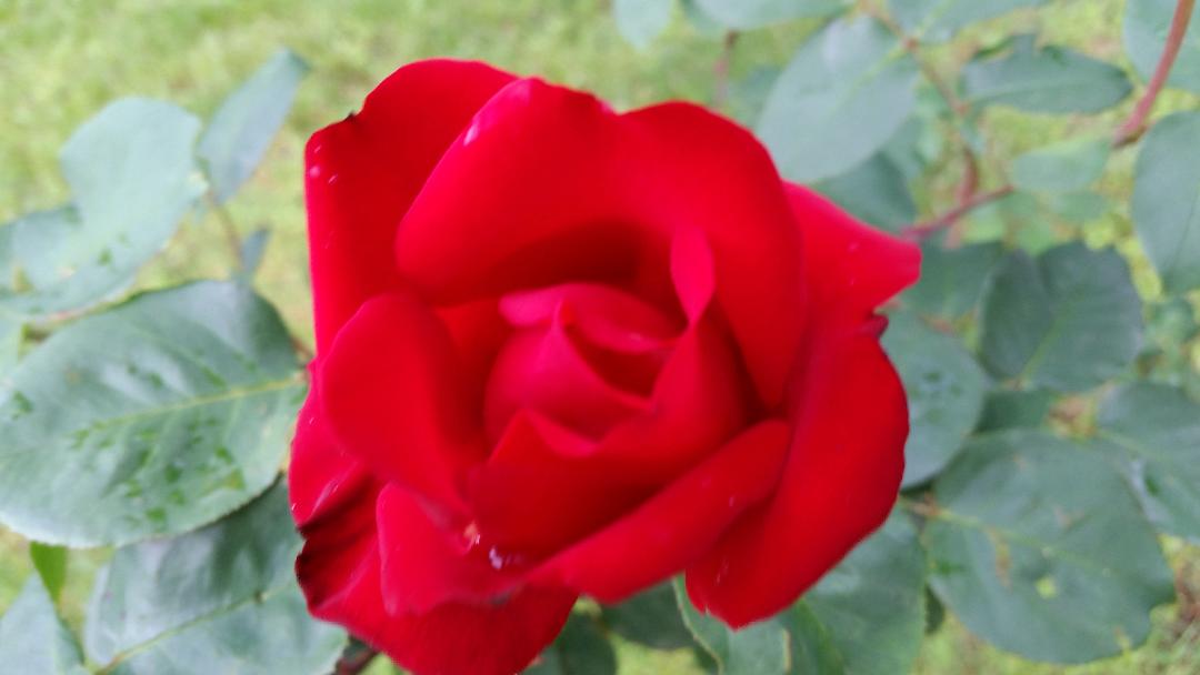kevconn2's tweet image. Our first rose this year.