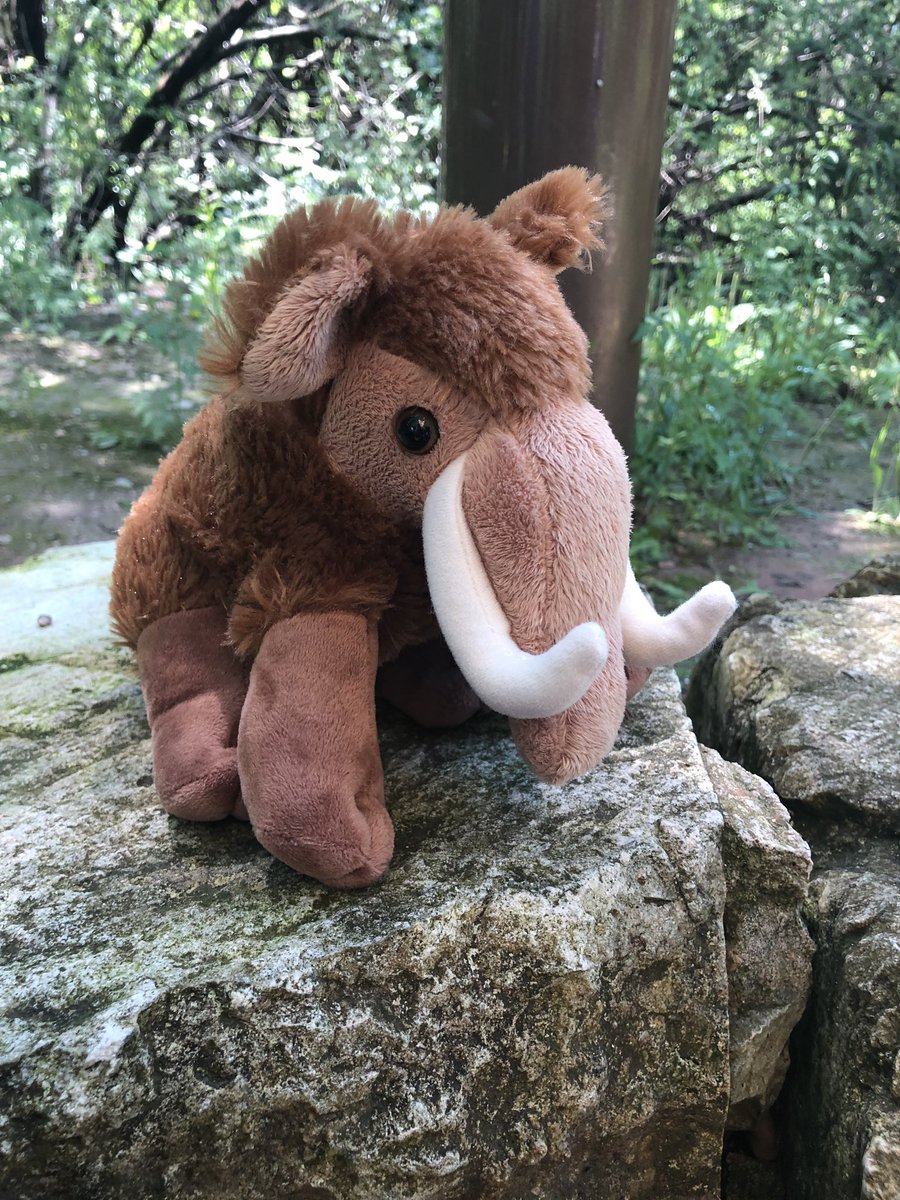 MrsDuermeyer's tweet photo. Our mascot Bundarr/Maggie loved getting to visit his/her ancestors. #waterrocks #bundarrthemammoth #orisitmaggie @HVE_Bayer @Hackler_HVE https://t.co/PCcWo4tHaW