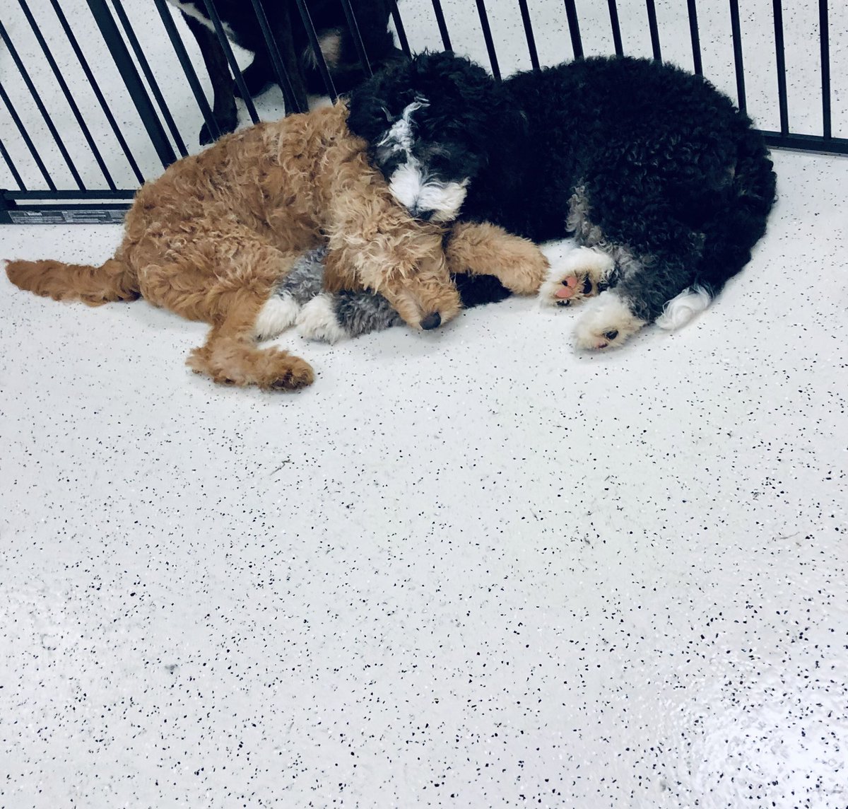 BarkTutor's tweet image. I bet you wish this was you right now #BarkTutor