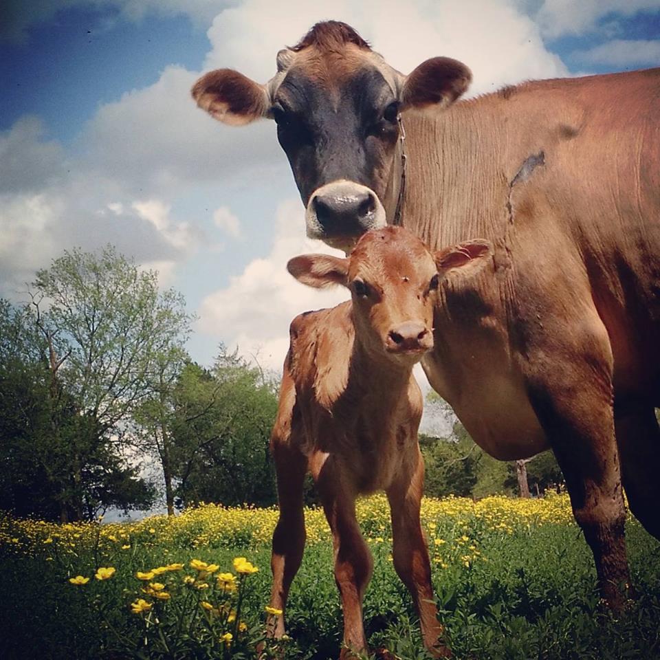 What did the mama cow say to the baby cow? 'It's pasture bedtime.' #NationalHumorMonth
