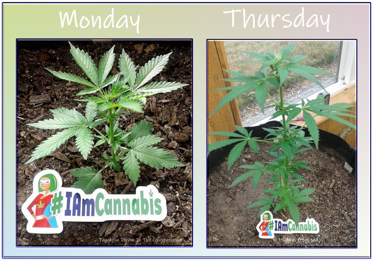 Cogitatorium's tweet photo. @_jena4n #ITakeMyTimeWith Growing MaryJane...#IAmCannabis
She's come a long ways Baby https://t.co/97mRafz0eG