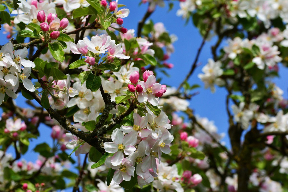 If you’re an apple grower in NC, PA or VA, our Lime-Sulfur Solution is now labeled for apple blossom thinning in your state. Read the latest research about the benefits of blossom thinning at bit.ly/2TZgWqo #apples #appleblossoms