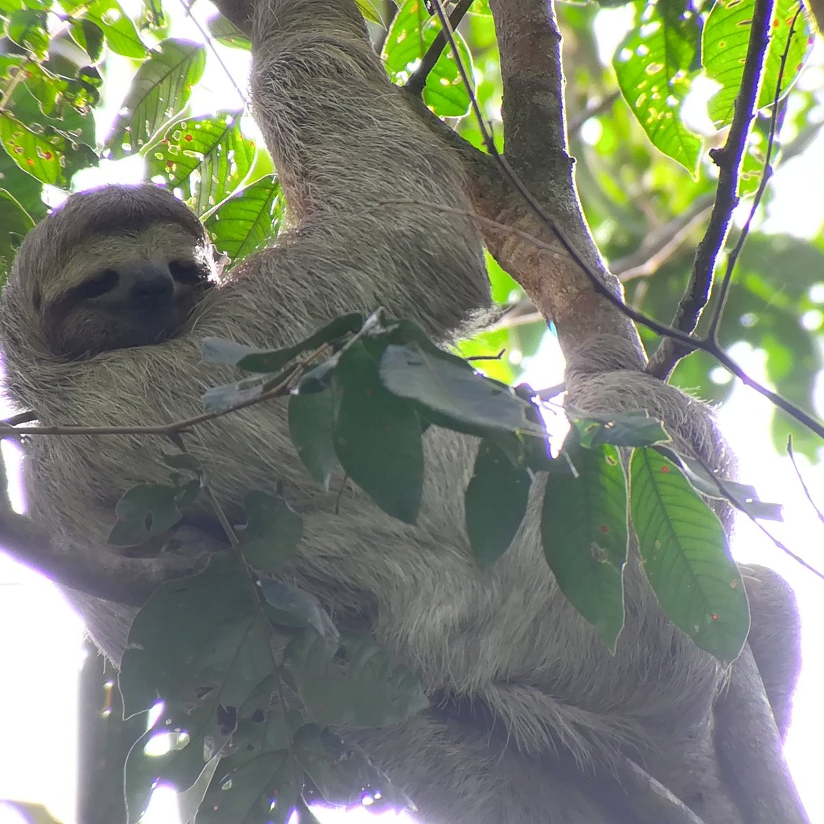 What a poseur! #sloths in #CostaRica #travel #expeditioncruises #oneoceanexpeditions