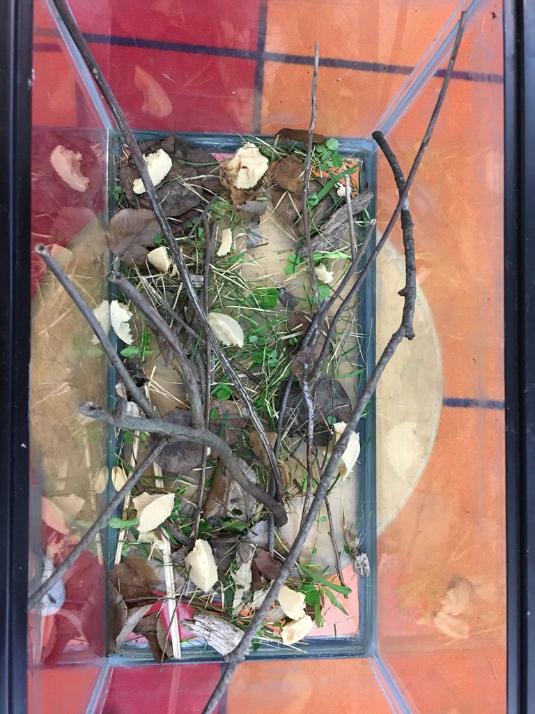 MrsVoss1st's tweet photo. Today we got to meet our caterpillars and introduced them to their new habitat. 🐛 @SLCSBrummer https://t.co/U9jjVLhBkF