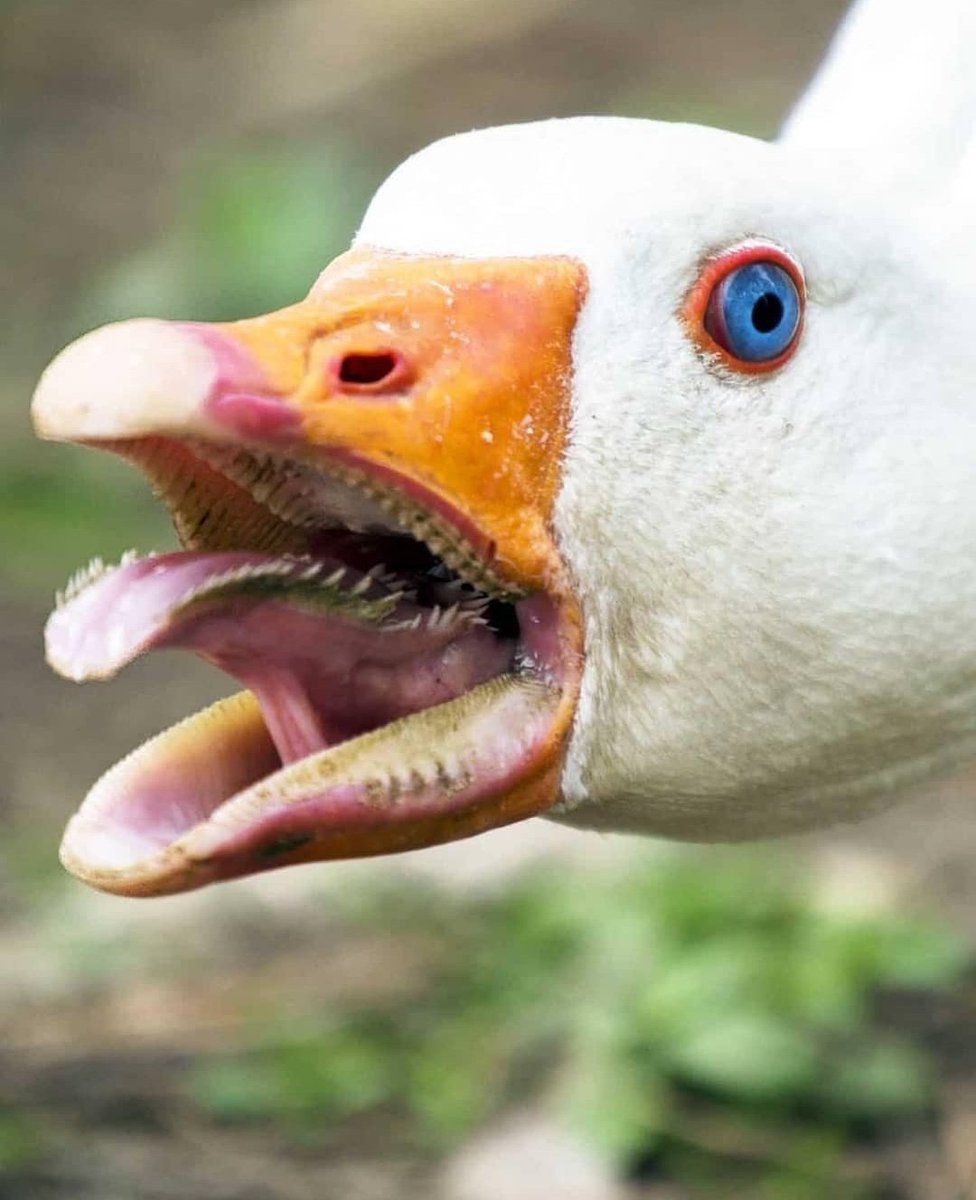 DolanDark's tweet image. Men online vs IRL 😂😂😂
Stay safe girls