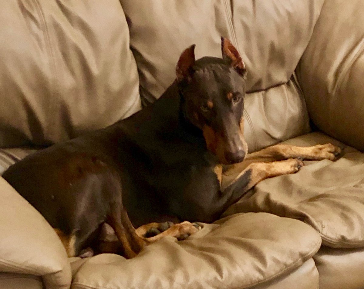 laurabyrum's tweet image. Our hearts are so full to welcome the newest member of our family, John Henry! ❤️ #dobermanrescue #herescuedus #reddoberman #welovehim  @eddiebyrum @BaileyByrum