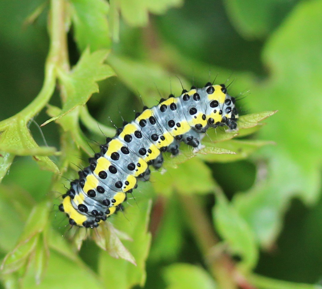 ArjanGrobben's tweet photo. dankzij @NathalieNatuur weten we dat het een rups van de #krakeling is. Vindt de rups kleurrijker dan de vlinder #nachtvlinder @waarneming @vlinderNL @volgdenatuur https://t.co/AsoTgLc4pF