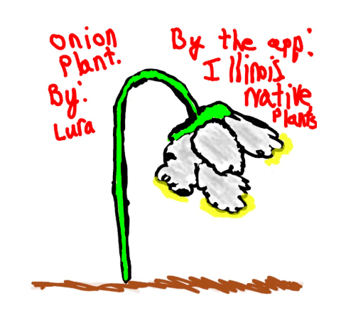 KarrinBurns's tweet photo. My student drew this using my app, Learn, Draw, Share: Illinois Native Plants! A beautiful Wild Nodding Onion in the Lincoln Native Garden. https://t.co/21uxysDYar #D90Learns #AppleEDUchat #EveryoneCanCreate https://t.co/QfL56R1wZP