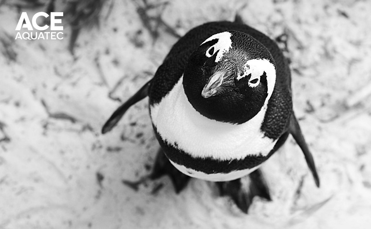 aceaquatec's tweet image. Happy #WorldPenguinDay ! 😃🐧