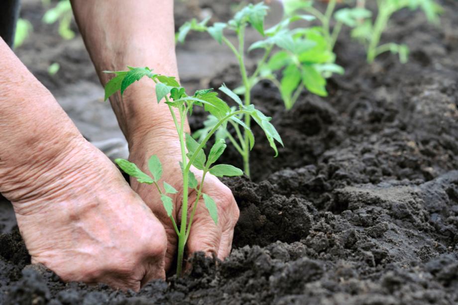 youtrients's tweet image. People with genetic variations in the GST family of genes have a weakened protection against pesticides, increasing their risk for some cancers. That’s why it’s important to make sure we cleanse our bodies of harmful toxins using interventions like our Detox formula to help.