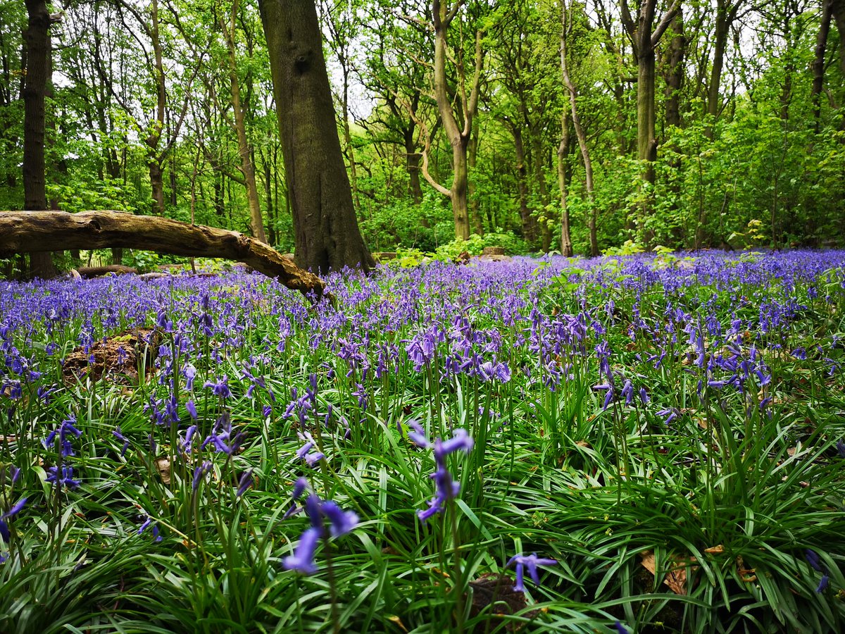 hiimpactMrN's tweet photo. 5mins walk from the office are woods filled with bluebells. #WalkAtLunch #Wellbeing https://t.co/hFAfU4xMxs