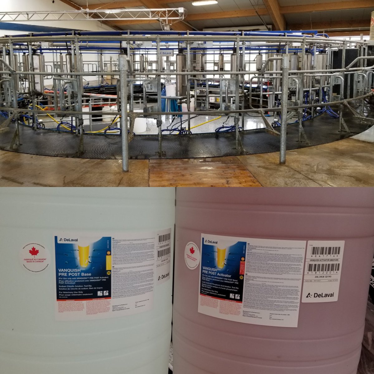 Hanging out at Pondsedge Holsteins for the <a href="/HolsteinCanada/">Holstein Canada</a> AGM tour today hosted by <a href="/HolsteinPei/">2019 Congrès National Convention PEI</a> Here with our <a href="/DeLavalCanada/">DeLaval Canada</a> dealer Fundy Ag Services showing our HBR internal rotary.  Also new clients to DeLaval Vanquish teat dip.