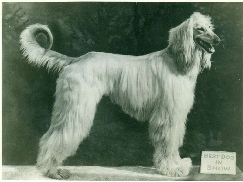 #DidYouKnow - The Afghan Hound is believed to be the oldest breed of #dog in history. The original name for the breed was 'Tazi' and they are believed to date back to the pre-Christian era. #TBT #ThrowbackThursday #JMIpetsupply #Pets #PetHistory