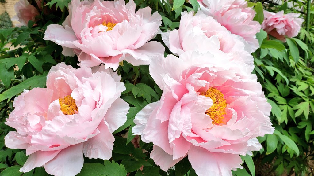 富貴花 Twitter Search Twitter