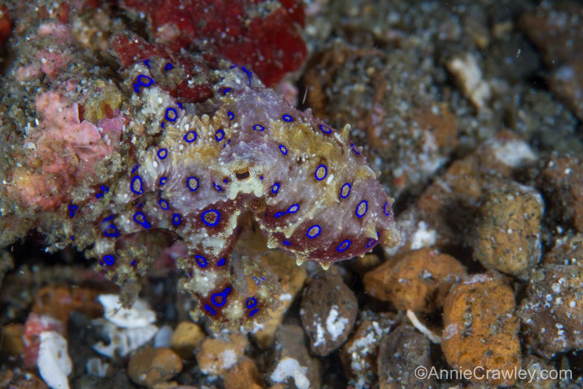 AnnieCrawley's tweet photo. Do you have a wild hair &amp; want to join cephalopod guru @camouGuy A room just opened for Lembeh, Indonesia May 11-20. Would love to share this experience with cephalopod lovers! @indokerri can help you book and navigate details! I’m off to Indo for diving with @lmdive lights! https://t.co/lAZe16lno0