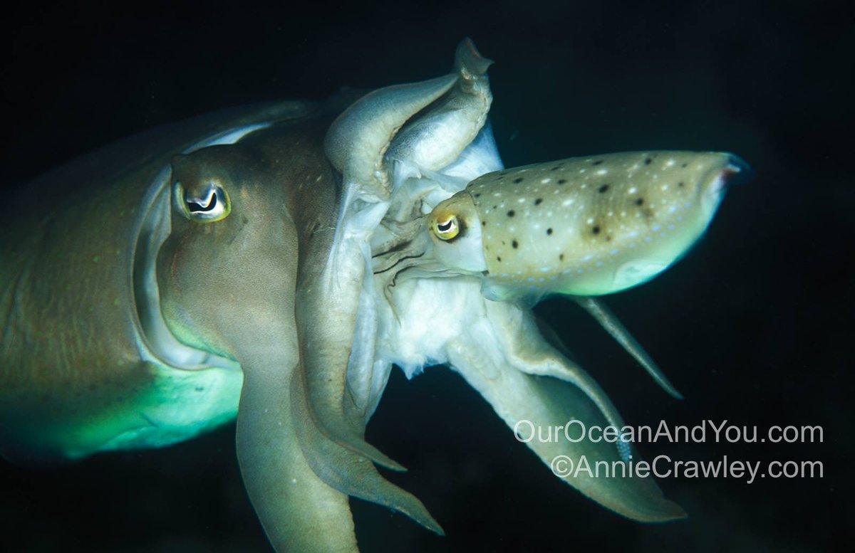 AnnieCrawley's tweet photo. Do you have a wild hair &amp; want to join cephalopod guru @camouGuy A room just opened for Lembeh, Indonesia May 11-20. Would love to share this experience with cephalopod lovers! @indokerri can help you book and navigate details! I’m off to Indo for diving with @lmdive lights! https://t.co/lAZe16lno0