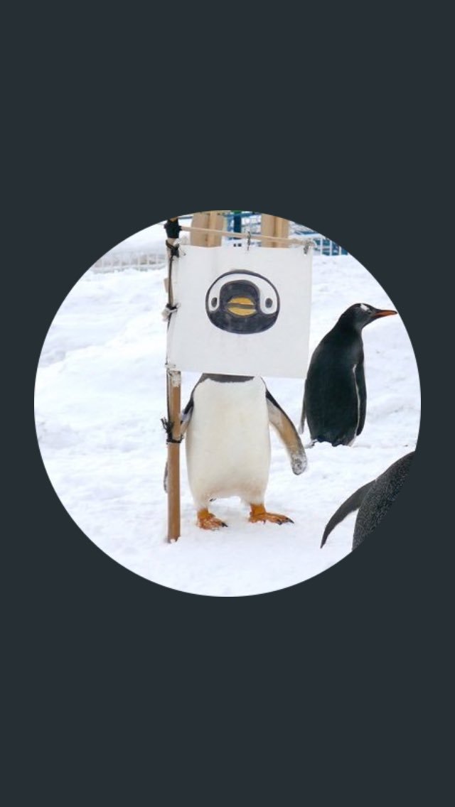 laugh_maker__'s tweet photo. Twitterでお見かけしてそのままプロフにしちゃったペンギンさん！
勝手に使っててごめんなさい。
でも好きだからこのまま使い続けさせていただきます🐧
#ペンギン
#ペンギンの日 
#ペンギン生誕祭 https://t.co/15EVQGGWXY