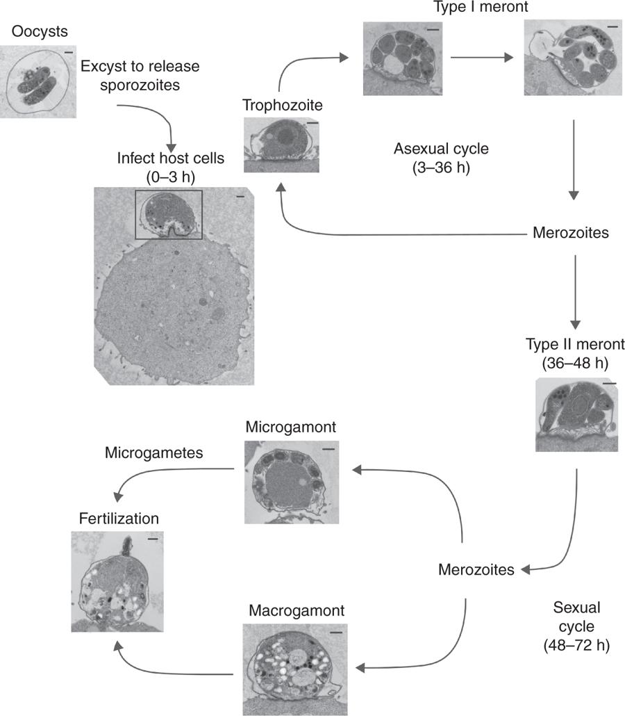 Sonja Schmid (@lake_octopus) on Twitter photo A suite of phenotypic assays to ensure pipeline diversity when prioritizing drug-like Cryptosporidium growth inhibitors <a href="/NatureComms/">Nature Communications</a> nature.com/articles/s4146… A suite of phenotypic assays to ensure pipeline diversity when prioritizing drug-like Cryptosporidium growth inhibitors <a href="/NatureComms/">Nature Communications</a> nature.com/articles/s4146…