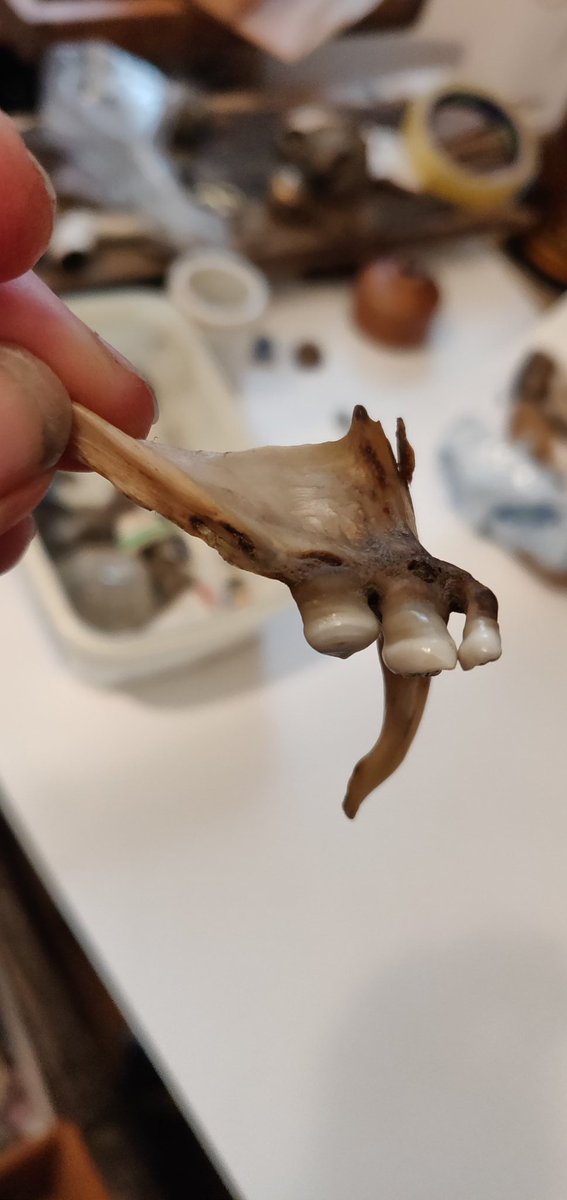 TideLineArt's tweet photo. If you haven't heard of pharangeal teeth before (like me) then these are them! Found on the Thames foreshore. Whoever knew that fish had teeth in their throats! Thanks @BenBoo2000 #mudlarking #mudlark #fishteeth https://t.co/4oXA44tNZa