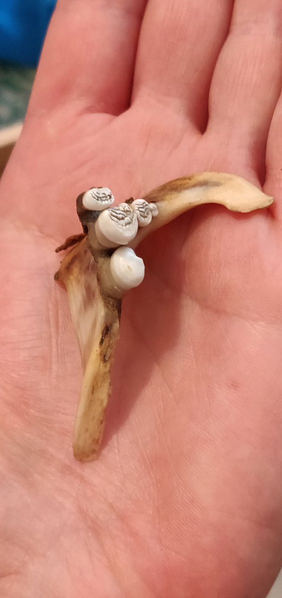 TideLineArt's tweet photo. If you haven't heard of pharangeal teeth before (like me) then these are them! Found on the Thames foreshore. Whoever knew that fish had teeth in their throats! Thanks @BenBoo2000 #mudlarking #mudlark #fishteeth https://t.co/4oXA44tNZa