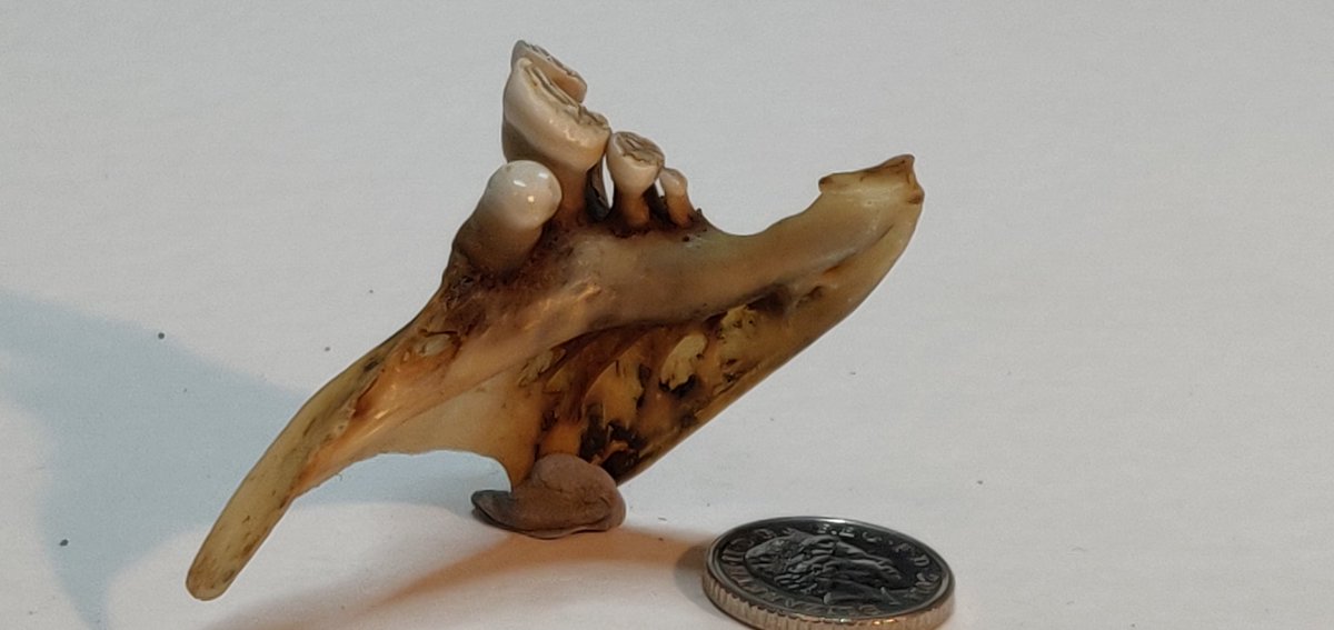 TideLineArt's tweet photo. If you haven't heard of pharangeal teeth before (like me) then these are them! Found on the Thames foreshore. Whoever knew that fish had teeth in their throats! Thanks @BenBoo2000 #mudlarking #mudlark #fishteeth https://t.co/4oXA44tNZa
