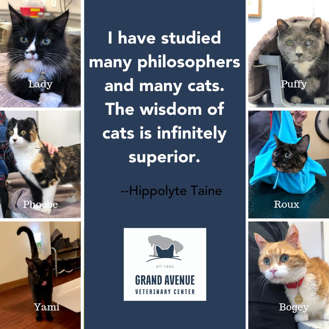 True? #veterinarycare#grandavevet#catsofinstagram#cats
#inourexperience#catstendtobesmarter#thanisgoodforthem#orus
#butwelovethemmore#forthat