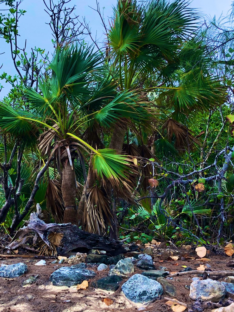A few of Bahamas 🇧🇸 Natural Treasures @ the Clifton National Heritage Park.