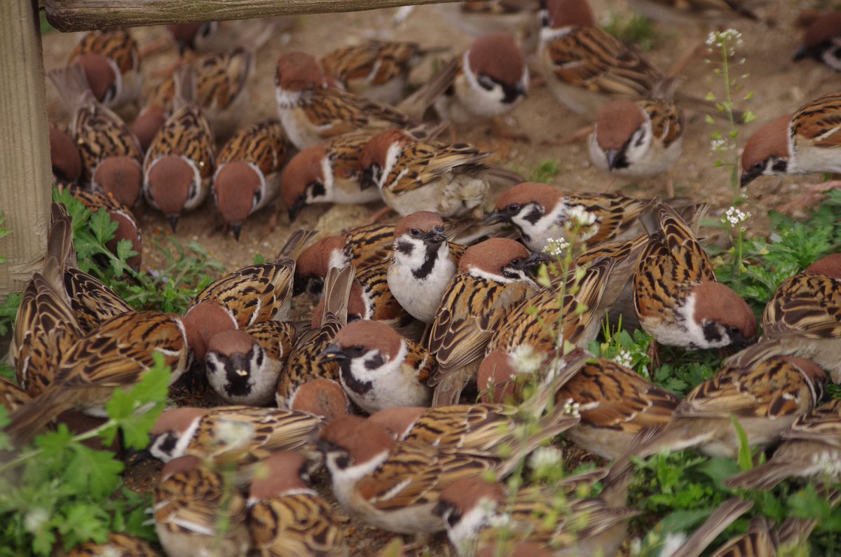 今は子育てで群の数少ないけど普段はこんな感じになります。
#雀 #スズメ #すずめ #sparrow #鳥 #小鳥 #野鳥 #bird https://t.co/SMSZkhYQlx