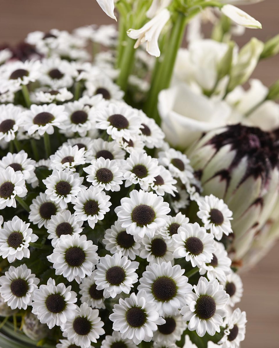Deliflor Chrysanten tweet media