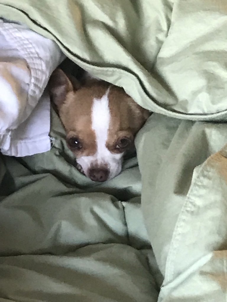 dsrae's tweet photo. Breaking a shelter dog out of doggie jail for a night ‘always’ ends with my wife saying, “Can I have her?” Doesn’t matter who the animal is. Lynn ❤️’s & wants them them all. 🤦♂️ #foster #Nokill #SaveUm https://t.co/3UVabPBVwK
