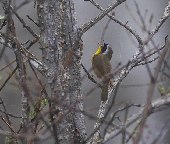 ncbirdingtrail's tweet photo. Common Yellowthroats have such a sweet song 💛🖤What a great capture of one of these moments by @mother_earth_images !
.
.
.
.
#birds #birdwatching #birding #ncbirds #ncbirdwatching #ncbirding #bird
#naturephotography #birdphotography #birdsofinstagra… https://t.co/fUs2yUoC5g https://t.co/JwUDjYoWu1