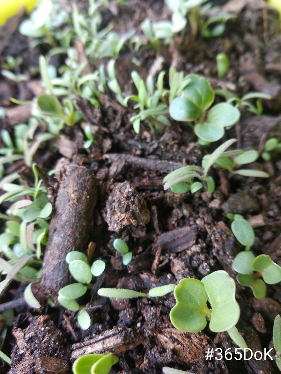 kind_knits's tweet photo. Day 24: Being Kind to Bees. When was the last time you planted some seeds for bees? #365DoK #KindnessMatters #Bees #IntentionalActsofKindness
https://t.co/9hZCvKGArL https://t.co/r9GkYqgh5a