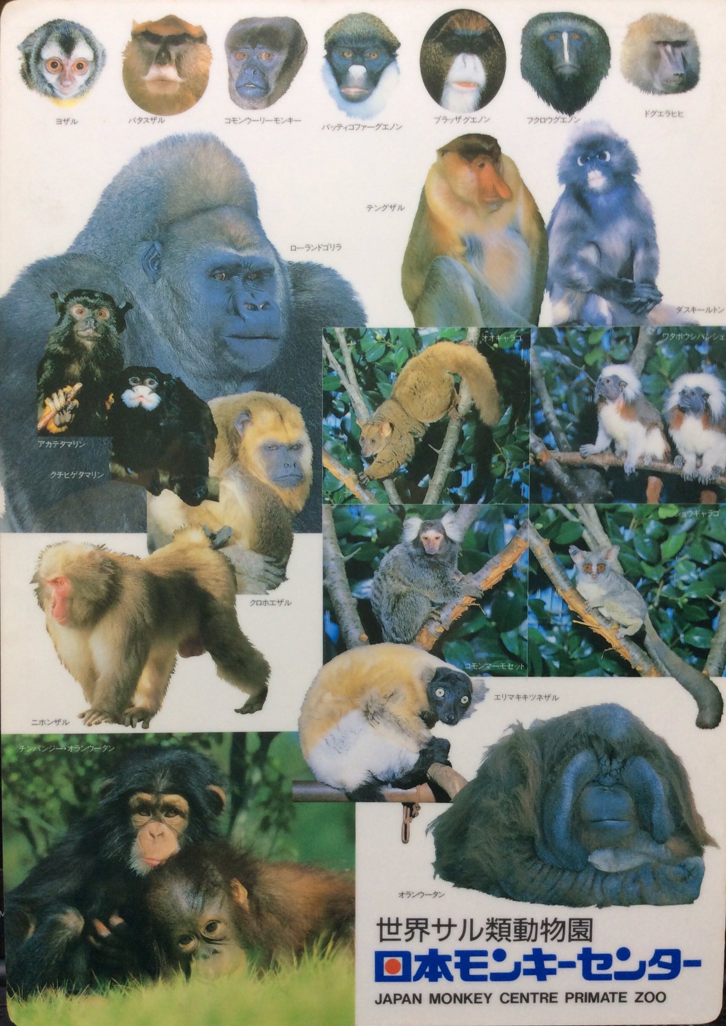 自然誌古典文庫d室 犬山のモンキーパークの此のジャンボゴリラロボット ジャンゴ の史料が出てきたので 後刻書き込みまする Twitter