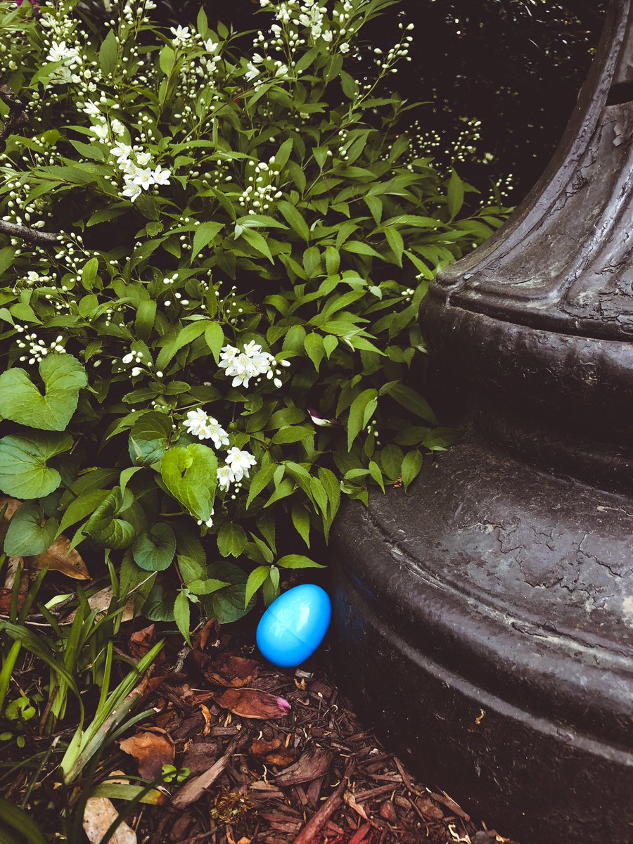 Blue 🥚🥚🥚 are now out around campus! Bring one back to our office and redeem the prize you got inside the egg. Happy hunting! #ScavengerHunt #JHURec #FollowMe2TheRec