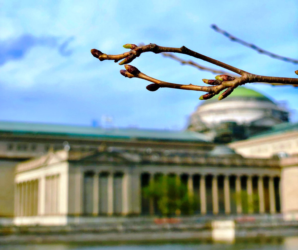 ChicagoParks's tweet photo. Cherry Blossoms Coming Soon to #JacksonPark. More than 150 cherry blossom trees are getting ready to bloom. We'll keep you posted. Read the @chicagotribune @nschoenbergstory about these beautiful spring flowers at https://t.co/zfyHylVIxR  #CHICherryBlossoms https://t.co/sEdAgwvU1d