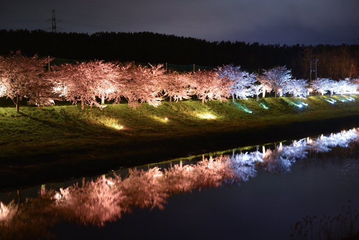 えむ Falcon 秋田市 新城川の桜並木がライトアップされてました えむ Falcon 秋田市 新城川の桜並木がライトアップされてました