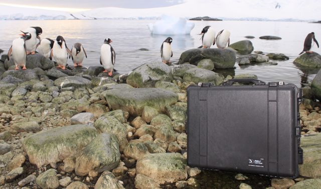 Peli_UK's tweet photo. Happy #WorldPenguinDay 

📸: Claire L. Murphy https://t.co/t3xIY8VFBp