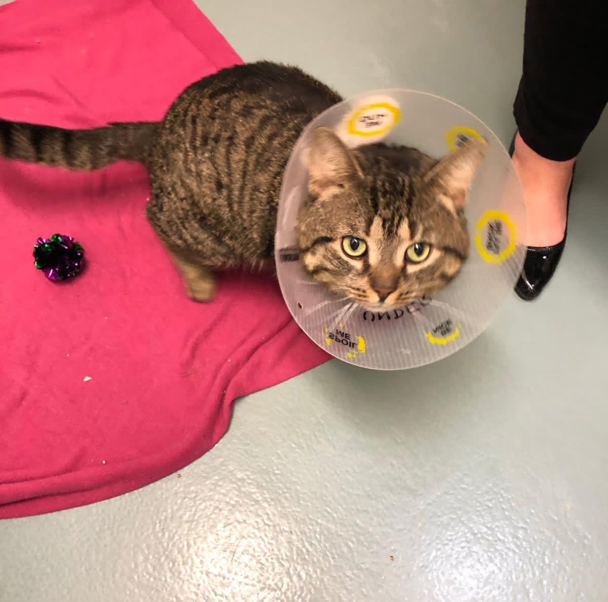 Cambridgehonda's tweet photo. Meet Gleeb! He was one of the little ones we got to meet on our recent trip to the Cambridge Humane Society. Be sure to stop by Cambridge Centre Honda in the month of April and help support Cambridge & District Humane Society. #testdriveforcharity #cambridgehumanesociety https://t.co/rluPyiS6Go