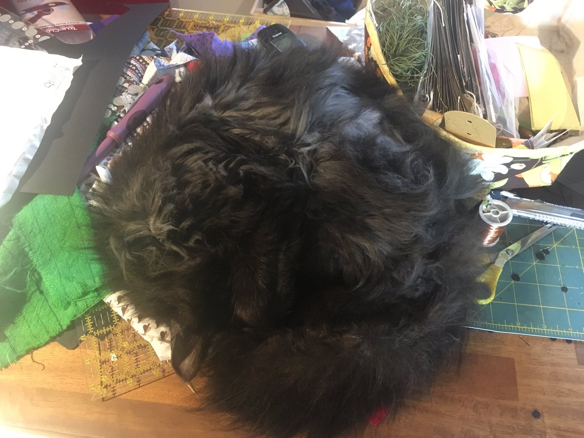 boysofbont's tweet photo. Having another little nap after an exhausting putting-the-buttons-on-cards session. There’s a rumble-noise coming from the dark grey clouds and I’ve decided that discretion is the better part of valour. https://t.co/M3ST6Fhd94