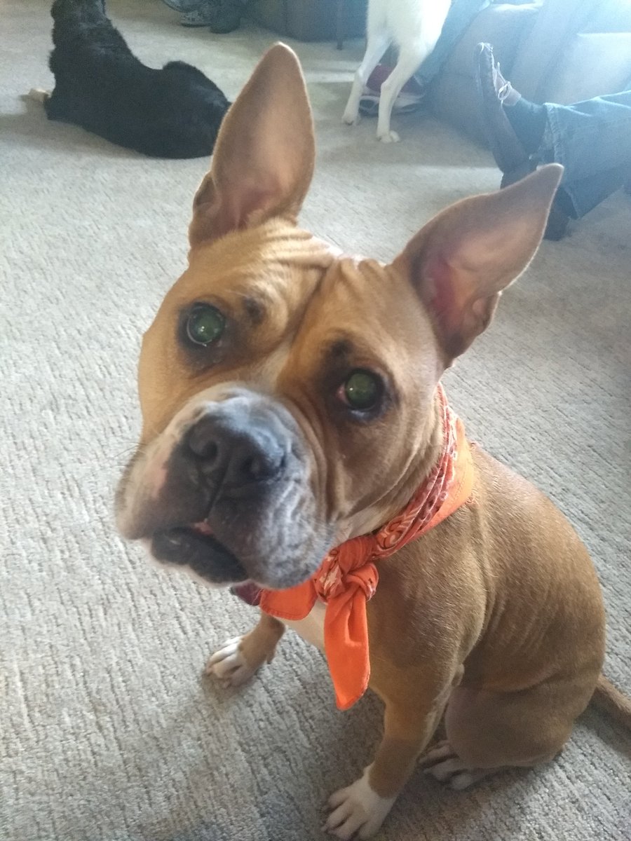 SarahOlynne's tweet photo. @GHardstark Hey! I'm Scout. I'm blind but it doesn't stop me from being a huge brat! https://t.co/CBZOTR1asP