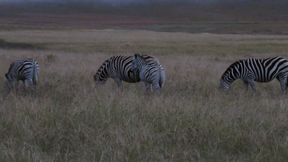 Some images from the <a href="/AMSPoloTeam/">AMSPoloTeam</a> 2019 tour to <a href="/absolutepolo/">AbsolutePolo</a> South Africa. Ready for the 2019 season with <a href="/ChampagneJeanB/">@ChampagneJeanB</a> <a href="/StaaGfashion/">StaaG®</a> @AMSCorpsSM <a href="/ArmySportsLTRY/">British Army Sport Lottery</a> @ArmyMedServices <a href="/BritishArmyPolo/">British Army Polo</a> <a href="/ArmySportASCB/">Army Sport</a> <a href="/BSqnLdrRwxy/">B Squadron Leader, RWxY</a> <a href="/qarancassn/">QARANC Assn Official</a> <a href="/DMS_MilMed/">Defence Medical Services</a>