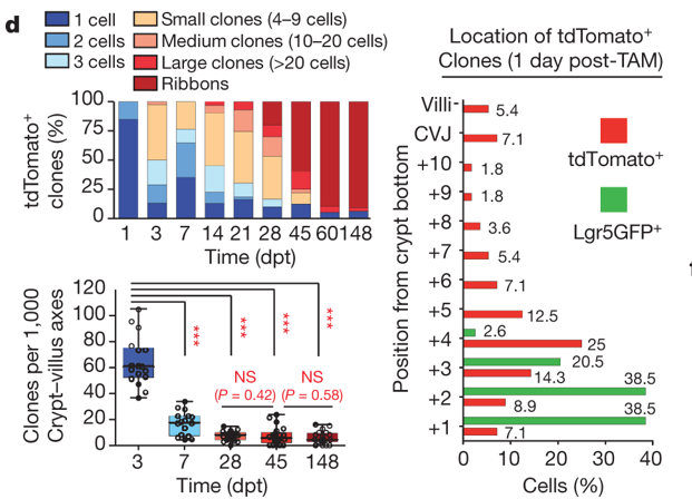 mmw_lmw's tweet photo. #Stem_Cells for the #Intestinal_Epithelium | a unique population that is mobilized by damage: a revival StemCell #RevSC | Alex Gregorieff @MountSinai @Nature https://t.co/bvaN038UYn https://t.co/RiI9FCdxO9