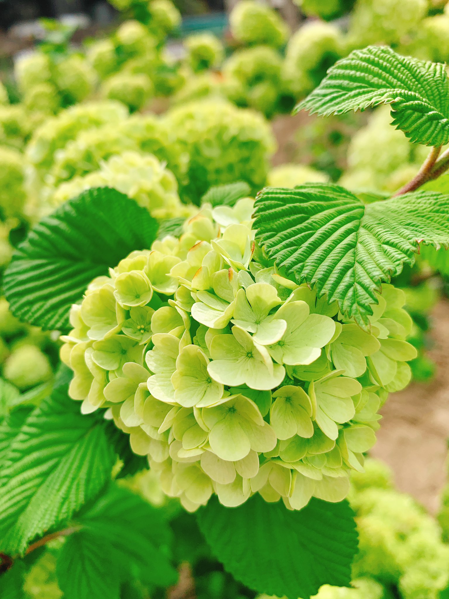 カロちゃん時折 我逢人大垣 今日の散歩花 オオデマリ 花言葉は 約束 このあとこの花は真っ白になります 真っ白になる前のライムグリーン色です 大垣市 散歩道 大手鞠 T Co Nzsggvivcp Twitter