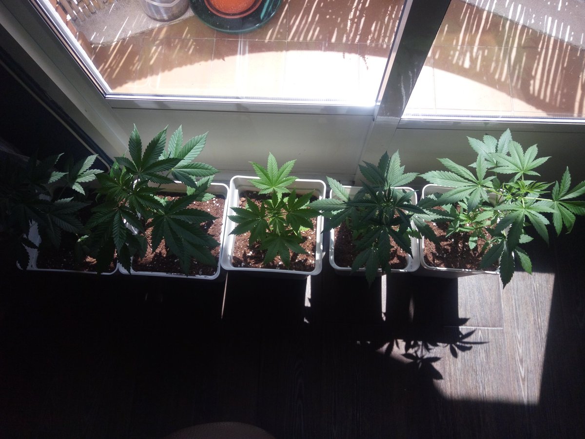 el_tirandela's tweet photo. #autofamily al completo.
2X #CalamityJane auto
3X #RedMandarine auto F1 FAST versión.
#autocultivo
#RegulacionIntegral https://t.co/yWkX5ZJMPJ