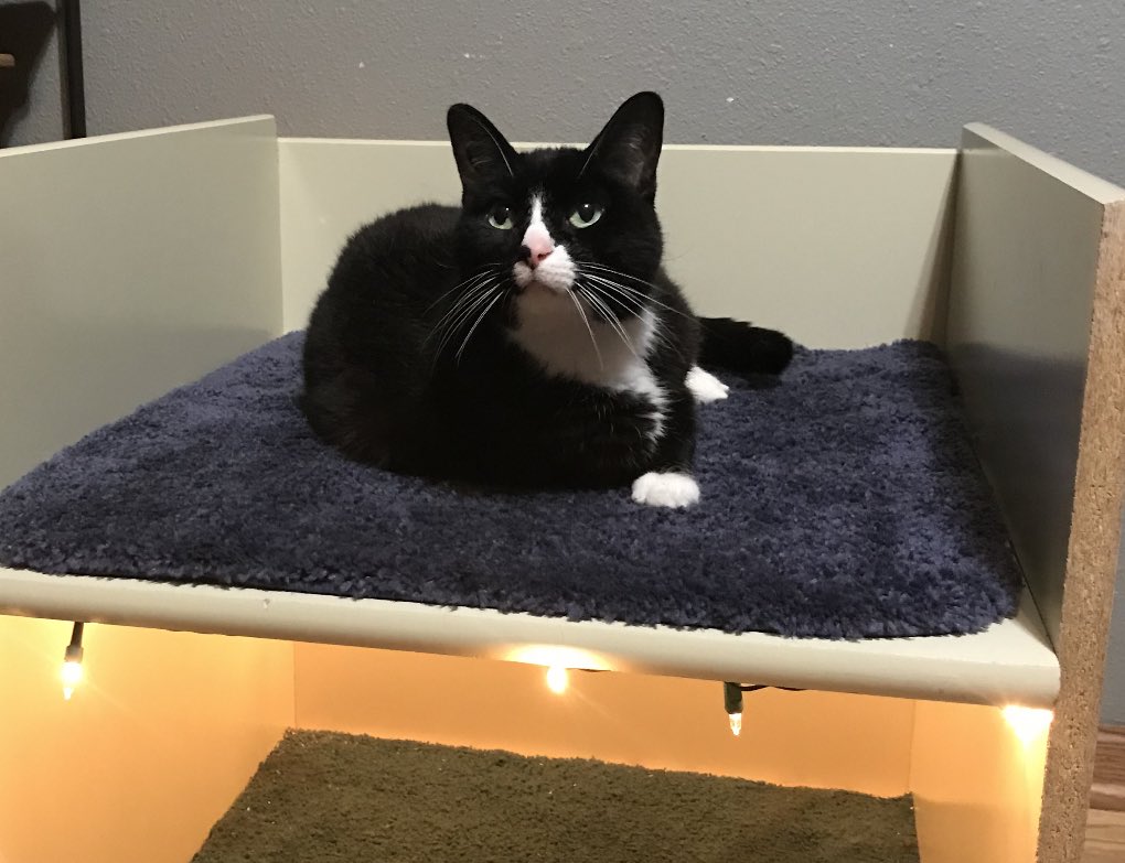 CooperGoede's tweet photo. RIP Nike (2005-2019). You’ll be missed everyday. Thanks for being the best cat ever. Hope you can have all the naps, cuddles and pieces of bacon in Kitty Heaven. 🐱🖤 https://t.co/kR7mVD6SOi