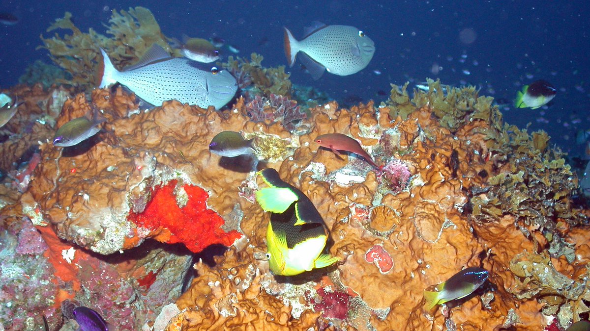 he mesophotic coral ecosystem found at Geyer Bank at approximately 32 meters in the Gulf of Mexico.