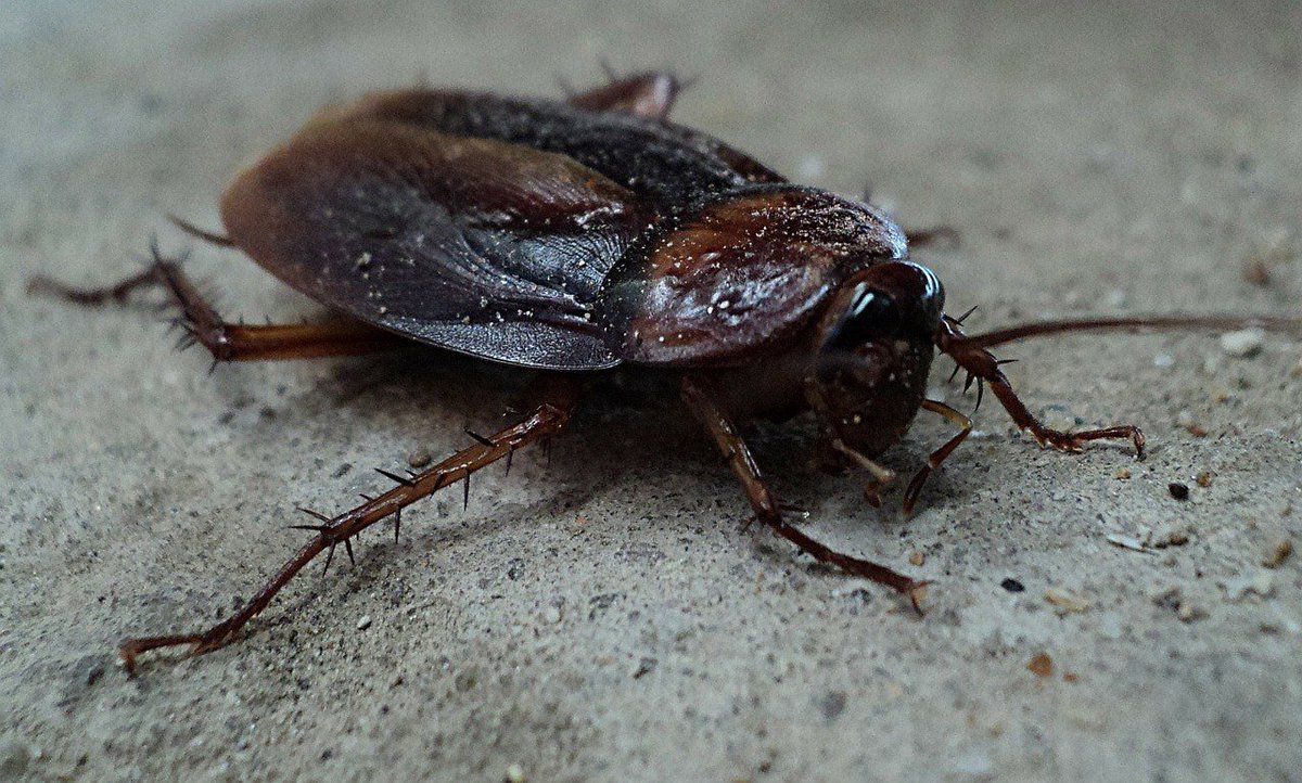 Did you know that a cockroach can hold its breath for 40 minutes?!