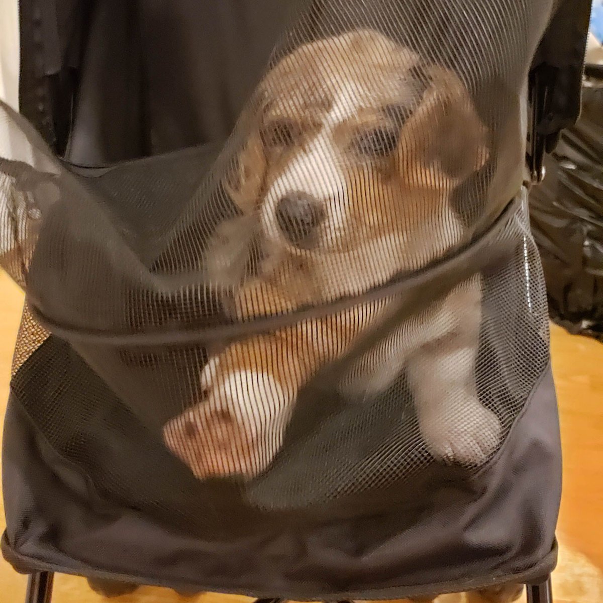 wallywagss's tweet photo. I'm Not Sure How I Feel About this Stroller #corgiparty #welsh_corgi #corgiofficial #corgiobsessed #thecorgistyle #corgisareawesome #corgithings #corgifamily #puppytags #puppybowlsubaru #corgisrule #corgidogs #corgibutts #corgi_of_instagram #puppydogs #puppygirl #puppyplaydate https://t.co/OdW48zqAqY