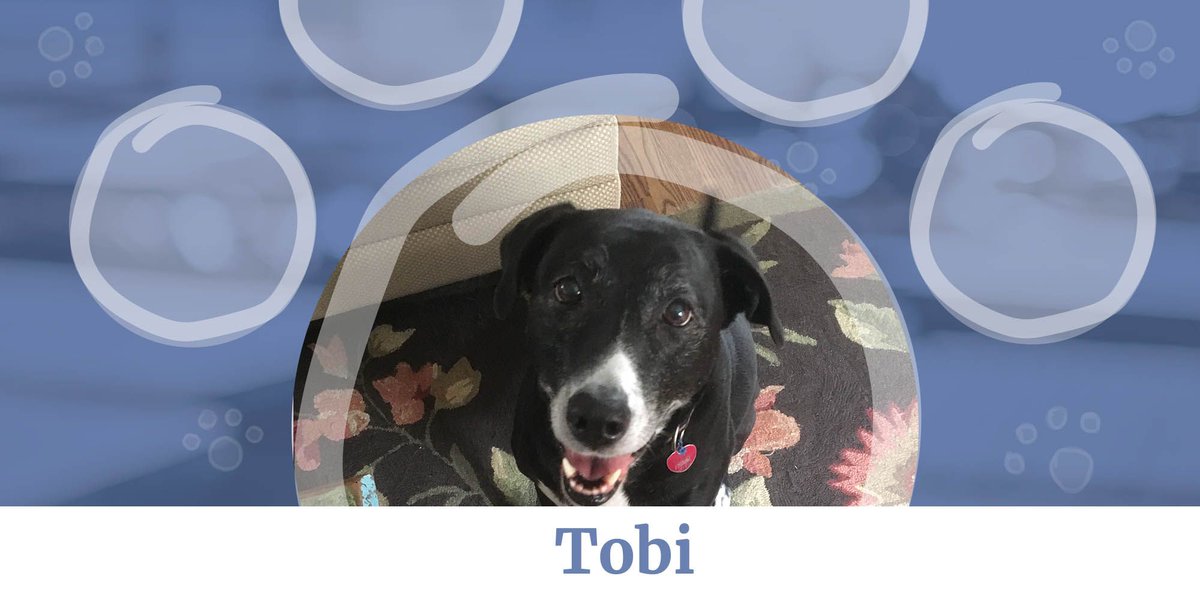 hook42inc's tweet photo. Michael's good boy Tobi is sending us the biggest smile, because guess what? Tomorrow is Friday. Tobi always knows how to keep morale high by looking on the bright side. Thanks for all the smiles Tobi.
#nationalpetmonth #pets #officepet #pawsandthanks #hook42 https://t.co/xkFLl76qi1