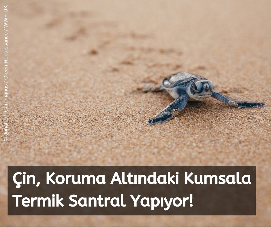 Çin, koruma altındaki kumsala termik santral yapıyor! Çinli Shangai Electric tarafından projelendirilen termik santral hem uluslararası hem ulusal ölçekte koruma altında bulunan Adana’daki Sugözü Kumsalı’na yapılmak isteniyor. #KaplumbağaKömürSevmez 🐢